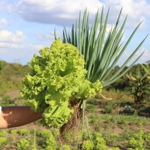 Orgânicos Da Terra