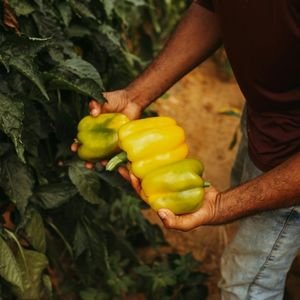 Orgânicos Da Terra