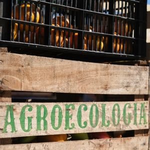 Orgânicos Da Terra